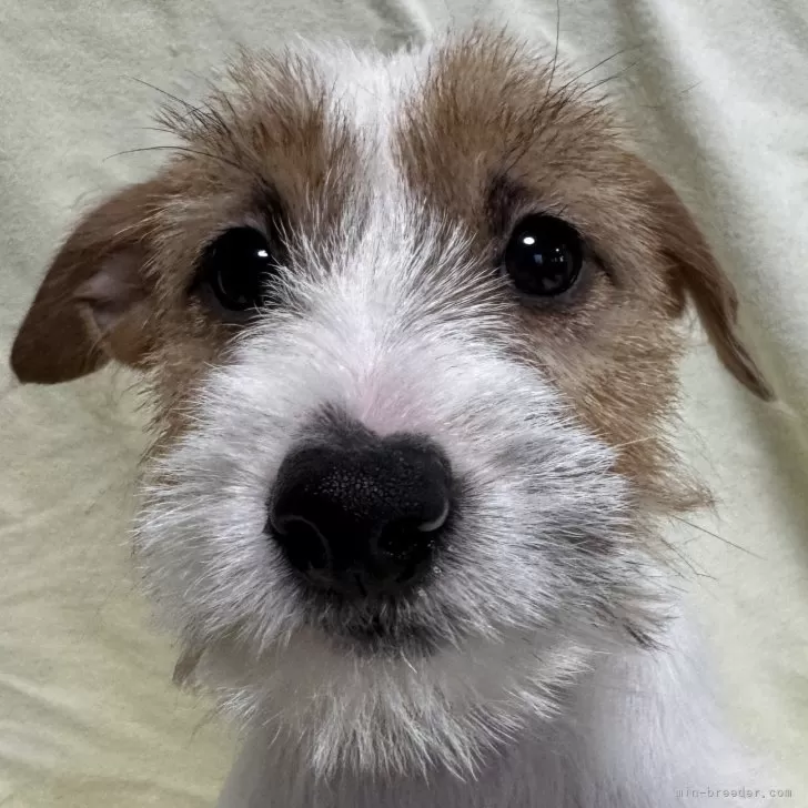 アーサーパパ 様のお迎えした子犬
