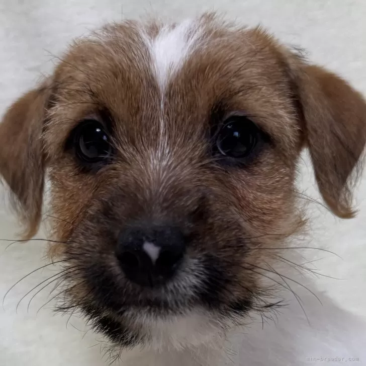 M.A 様のお迎えした子犬