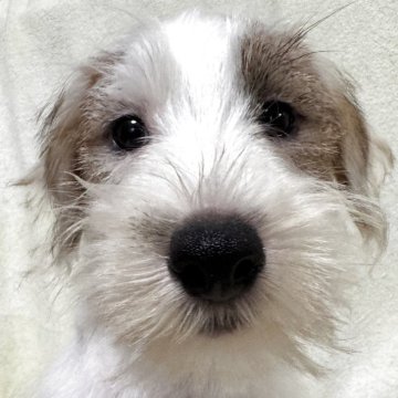 ジャックラッセルテリア【福島県・男の子・2025年8月18日・ホワイト&タン】の写真「健康優良児」