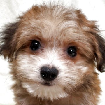 ミックス(チワワ×プードル)【福島県・男の子・2025年9月10日・アプリコット】の写真「健康優良児」