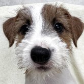 ジャックラッセルテリア