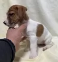ジャックラッセルテリア【福島県・女の子・2024年10月11日・ホワイト&タン】の写真2