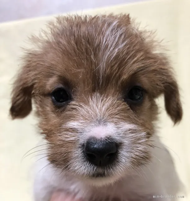 ID:1909-01931の子犬