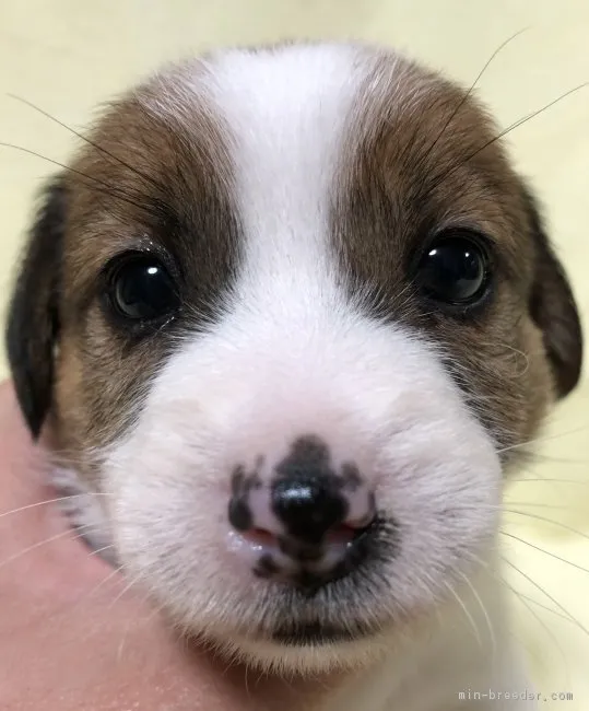 ID：1902-02958の子犬