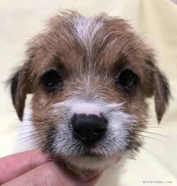 ID:1909-01934の子犬
