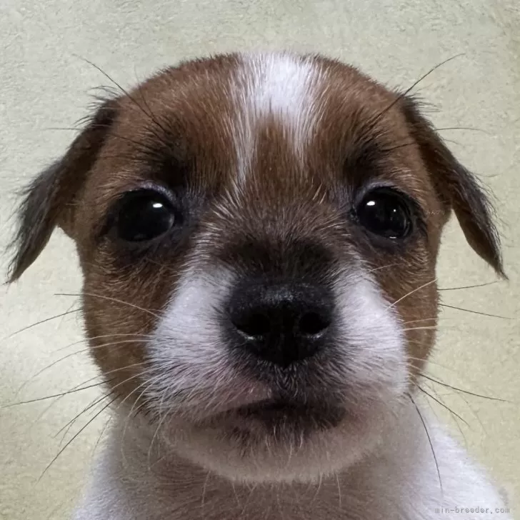ID:2403-07155の子犬