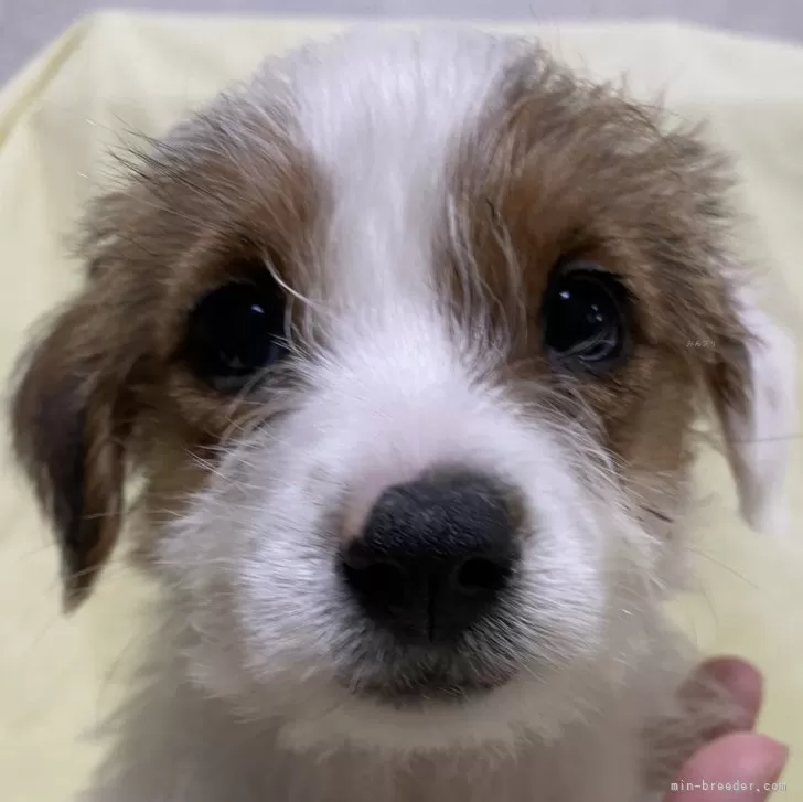 ID:2312-06928の子犬
