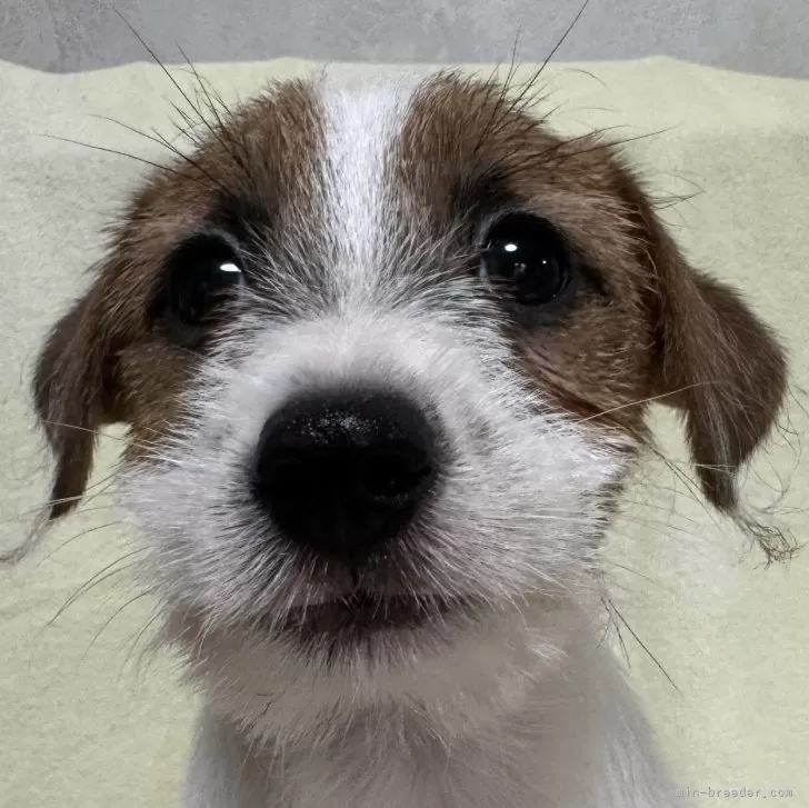 ID:2408-07548の子犬