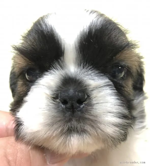 ID:1909-01550の子犬