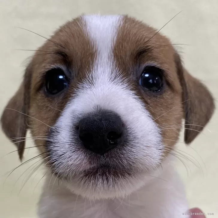 ID:2312-06935の子犬