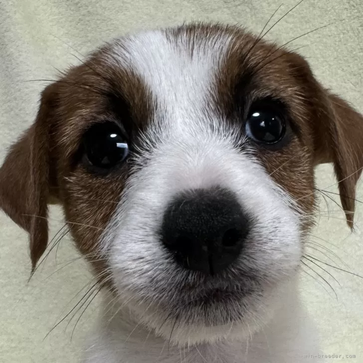 ID:2409-00843の子犬