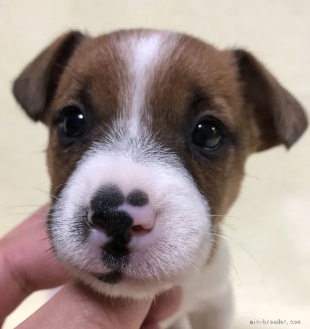 ID:1912-00163の子犬
