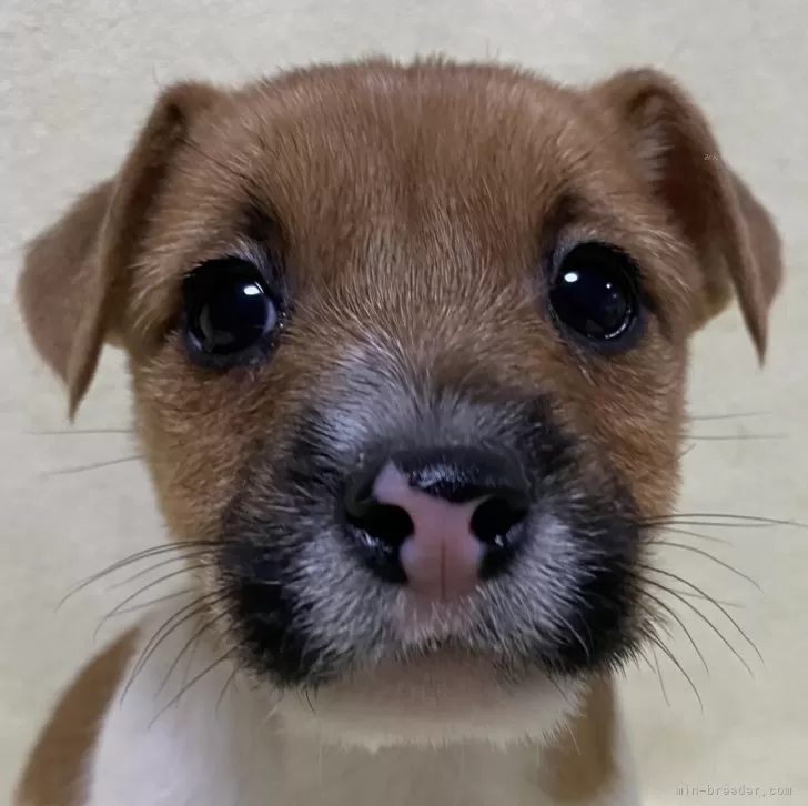 ID：2401-03149の子犬
