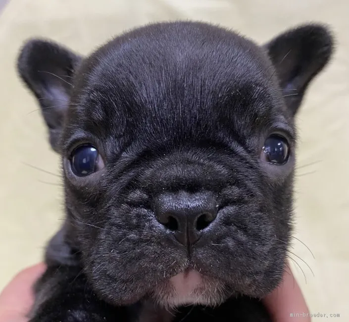 ガジ 様のお迎えした子犬