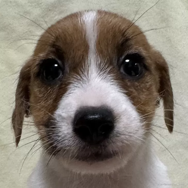 S.K 様のお迎えした子犬