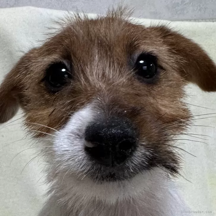 ID：2410-02432の子犬