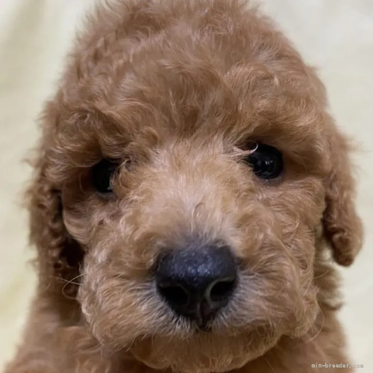 ID：2205-03394の子犬