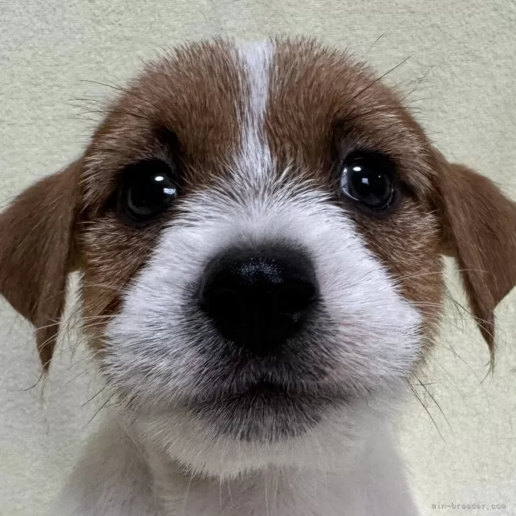 ID:2409-00846の子犬