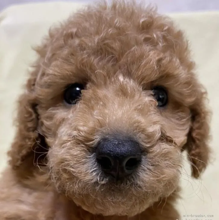ID:2205-03400の子犬