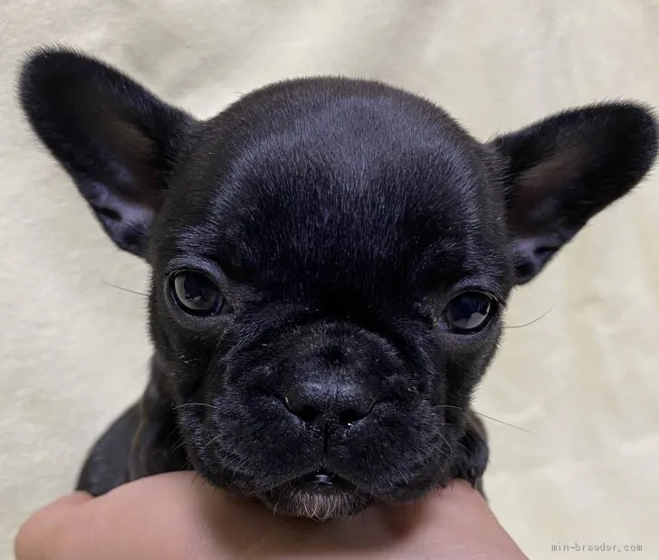 ID:2010-02425の子犬