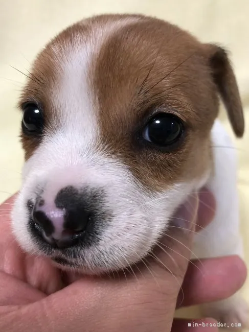 ID:1811-01142の子犬