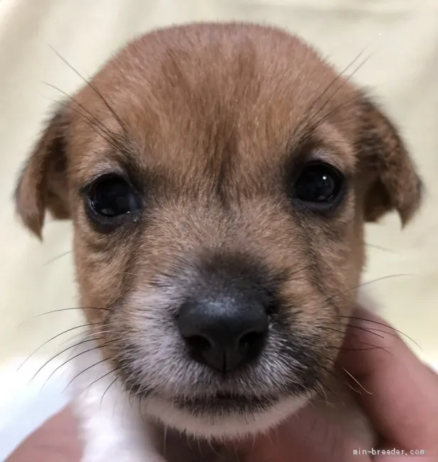 ID:2006-01987の子犬