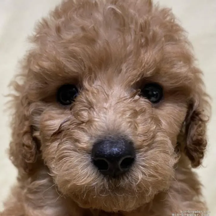 ID:2205-03398の子犬