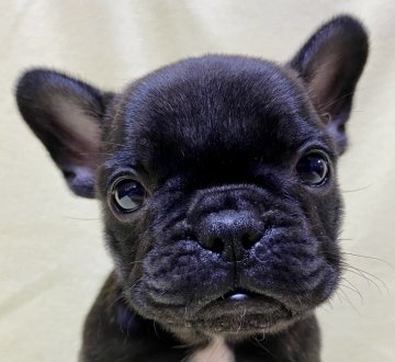 フレンチブルドッグ【福島県・男の子・2020年9月5日・ブリンドル】の写真「優秀血統の健康優良児」