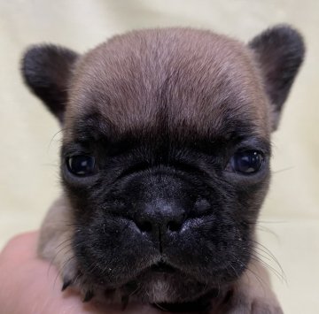 フレンチブルドッグ【福島県・女の子・2020年12月8日・フォーン】の写真「優秀血統の健康優良児」