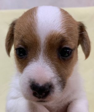 ジャックラッセルテリア【福島県・女の子・2020年4月21日・ホワイト&タン】の写真「JKCチャンピオン直子」