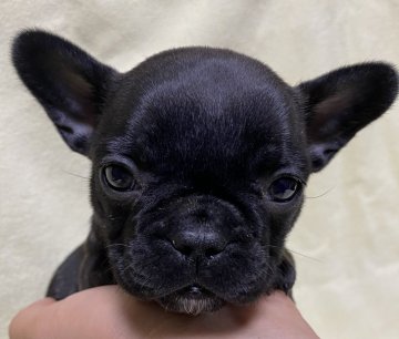 フレンチブルドッグ【福島県・女の子・2020年9月24日・ブリンドル】の写真「優秀血統の健康優良児」