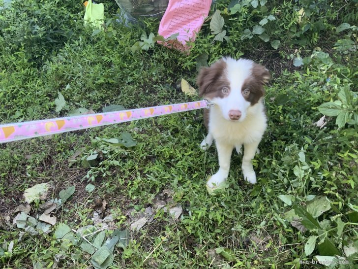 ボーダーコリー 栃木県 男の子 21年5月18日 チョコレート ホワイト 良血統 フルカラー フルブレーズ 穏やかな子 みんなのブリーダー 子犬id 2107