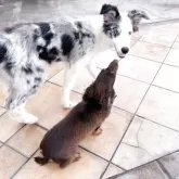 ミニチュアダックスフンド(ロング)【群馬県・女の子・2025年4月5日・チョレートタン】の写真9