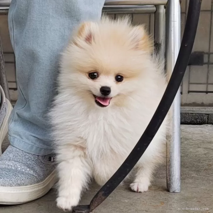 あやこ 様のお迎えした子犬
