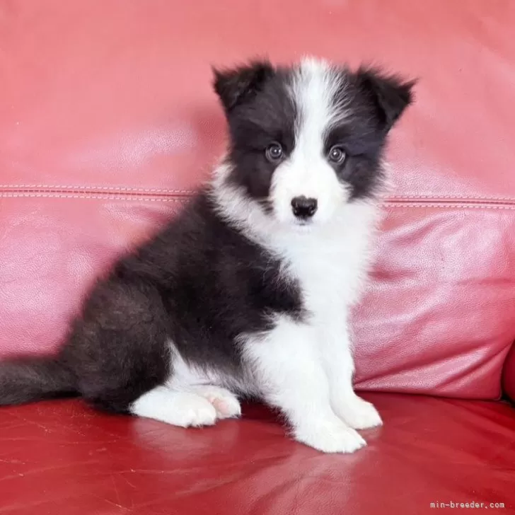 ボーダーコリー【群馬県・男の子・2025年8月31日・ブラック/ホワイト】の写真1