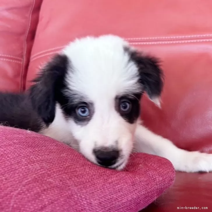 アクア 様のお迎えした子犬