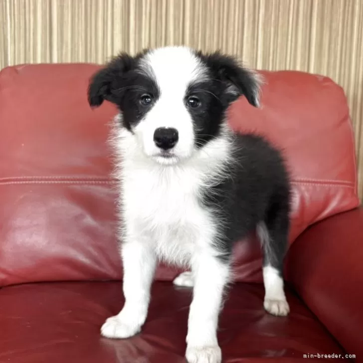 ID:2506-04860の子犬
