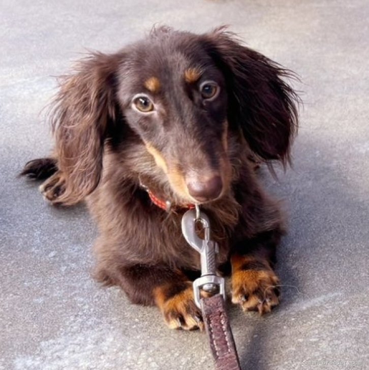 ブリーダー画像