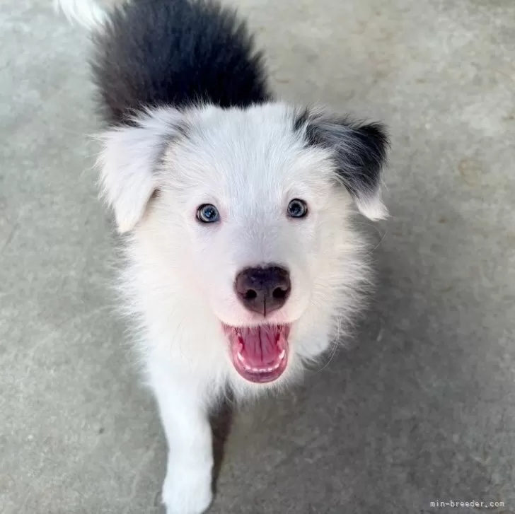 ID:2503-05049の子犬