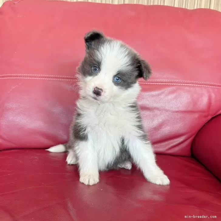 T.K 様のお迎えした子犬