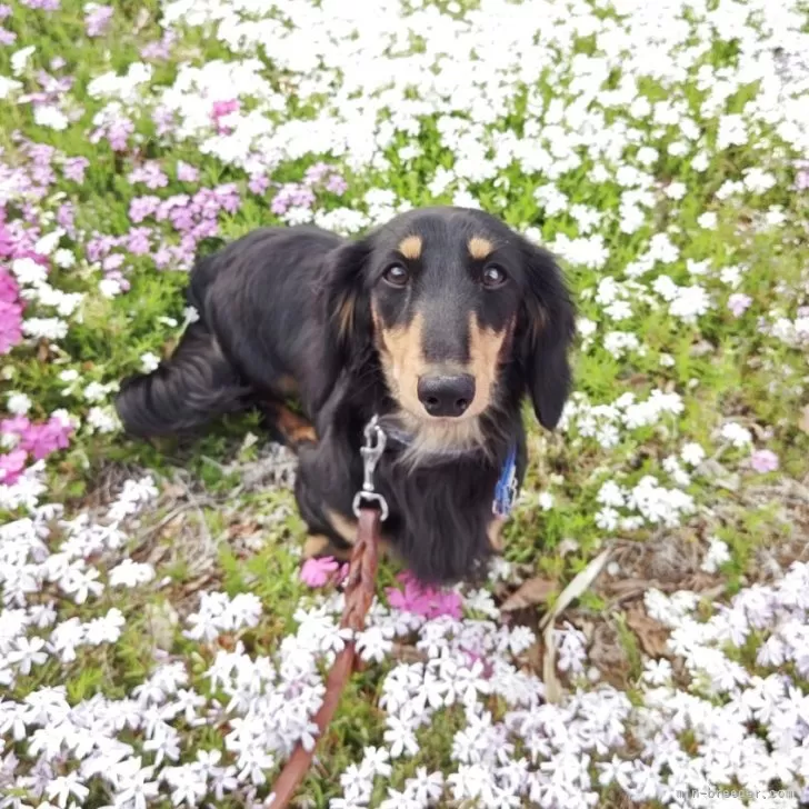white 様のお迎えした子犬