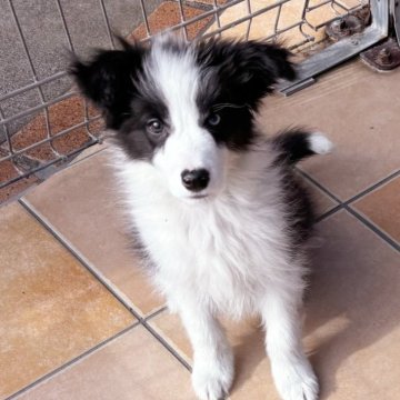 ボーダーコリー【群馬県・男の子・2025年8月31日・ブルー&ホワイト】の写真「訓練所のボーダーコリー」