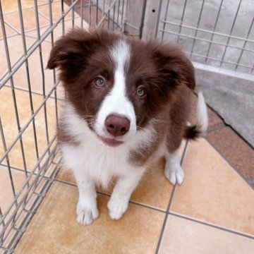 ボーダーコリー【群馬県・女の子・2025年7月13日・チョコレート/ホワイト】の写真「訓練所のボーダーコリー」