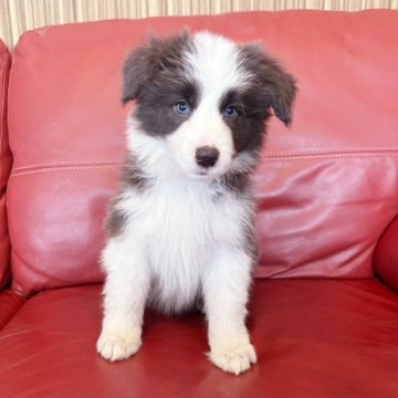 ボーダーコリー【群馬県・女の子・2025年9月3日・ブルー/ホワイト】の写真「可愛い女の子🥰」