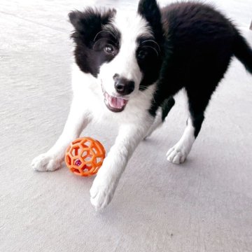 ボーダーコリー【群馬県・男の子・2025年8月10日・ブラック/ホワイト】の写真「訓練所のボーダーコリー」