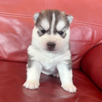 シベリアンハスキー【群馬県・女の子・2025年11月3日・ブラック/ホワイト】の写真「可愛い女の子💗」