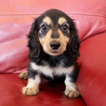 ミニチュアダックスフンド(ロング)【群馬県・男の子・2025年8月24日・ブラックタン】の写真「可愛い男の子🥰」