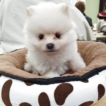 ポメラニアン【群馬県・男の子・2025年10月5日・クリーム】の写真「可愛い男の子💖」