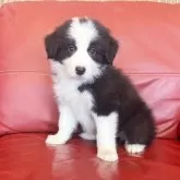 ボーダーコリー
