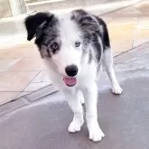 ボーダーコリー